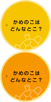 かめのこはどんなとこ？